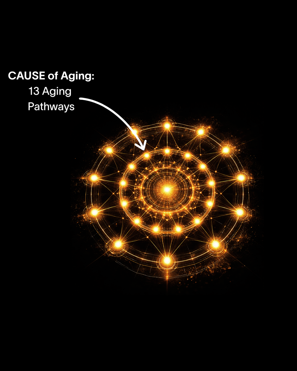 Aging pathways mandala visualization