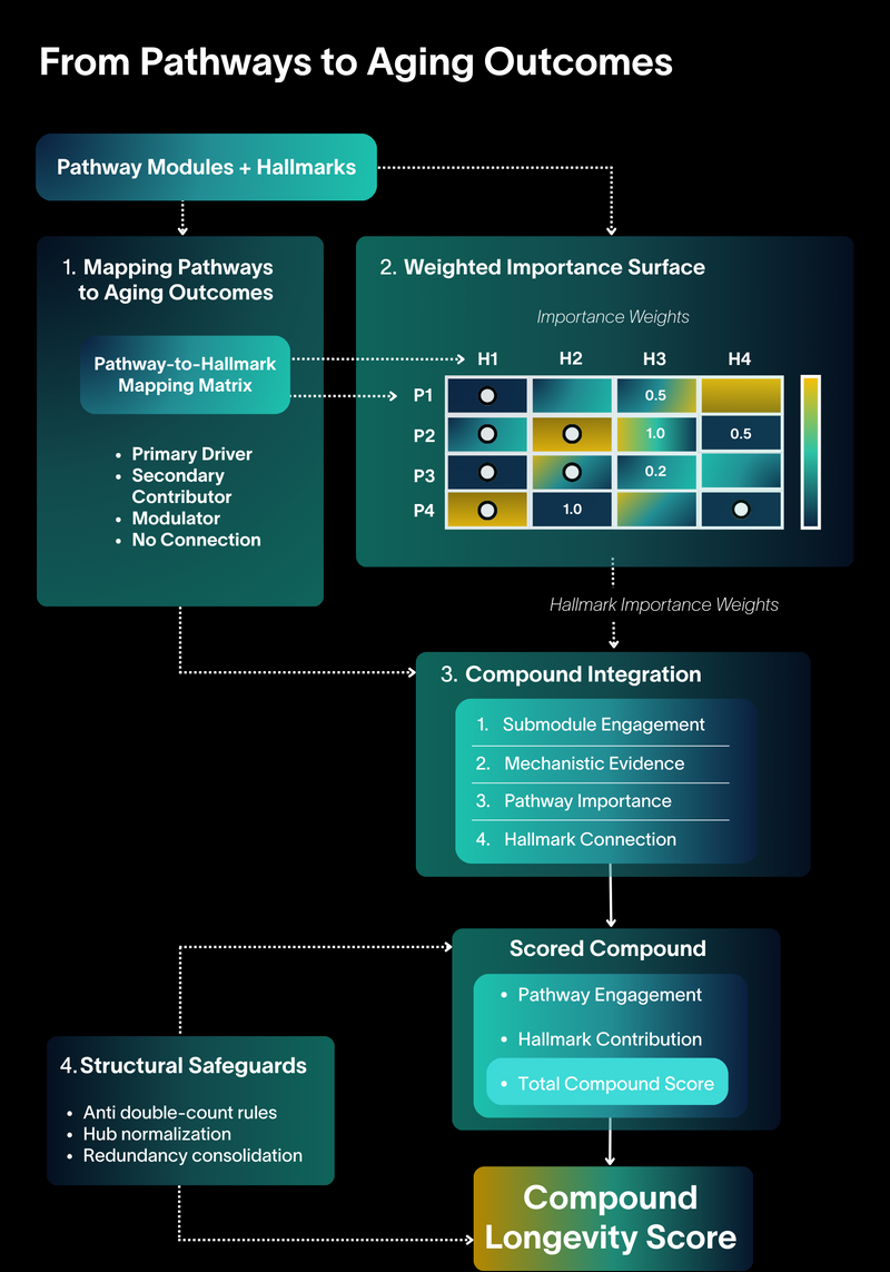 From Pathways to Aging Outcomes