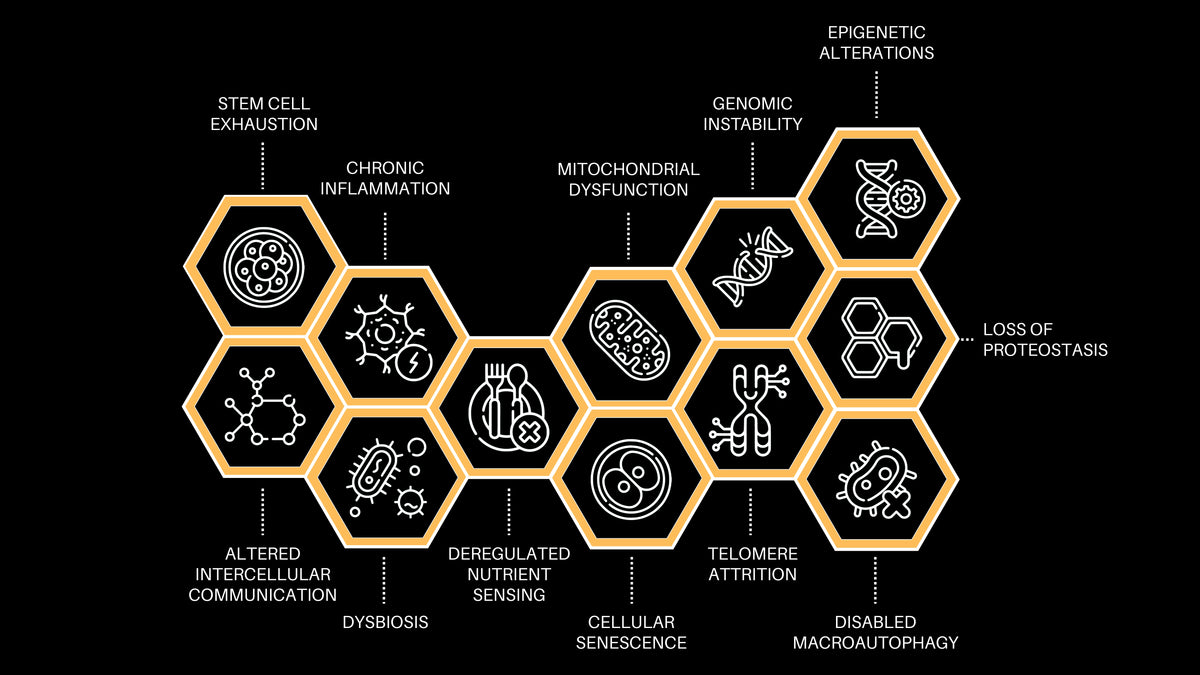 12 Hallmarks of Aging overview