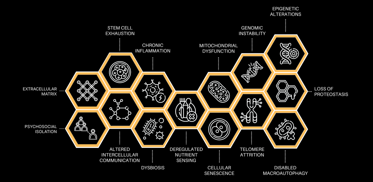14 Hallmarks of Aging overview